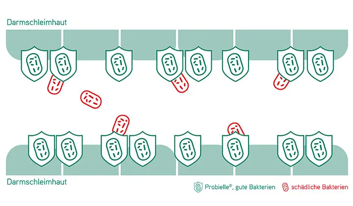Schlechte und gute Bakterien im Darm