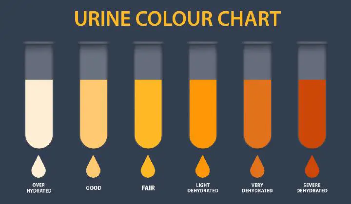 Dehydration test chart